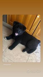 Maschio akita disponibile per monta