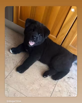 Maschio akita disponibile per monta