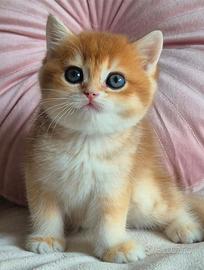 Cucciola gattina British Shorthair