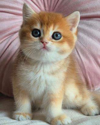 Cucciola gattina British Shorthair