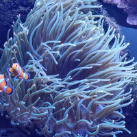 Anemone verde con punte arancioni fluo stupendo