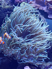 Anemone verde con punte arancioni fluo stupendo