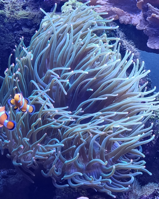Anemone verde con punte arancioni fluo stupendo