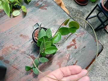 pianta hoya chouke 
