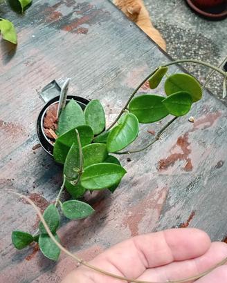 pianta hoya chouke 