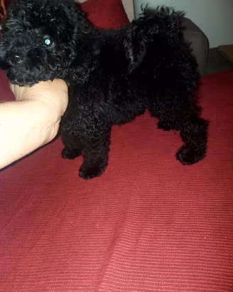 Cucciola di barboncino