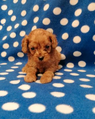 Cavapoo cuccioli