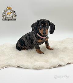 Dolcissima femminuccia bassotto arlecchino silver