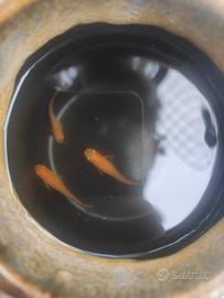 Pesci giapponesi medaka