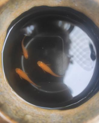 Pesci giapponesi medaka