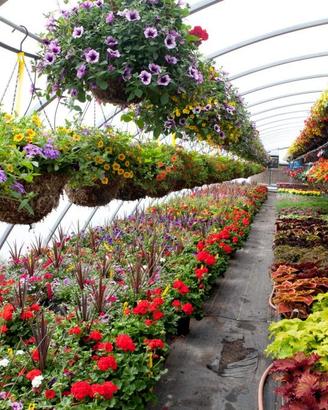 " Fiori e Piante " Possibilità più Unica che Rara