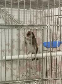 Cardellina anellata 2024
