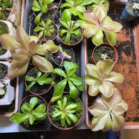 Pinguicula Pianta Carnivora varie