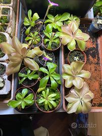 Pinguicula Pianta Carnivora varie