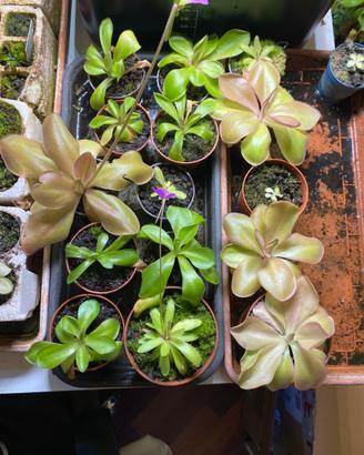 Pinguicula Pianta Carnivora varie