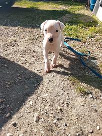 Cuccioli dogo argentino