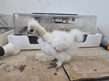 Moroseta American Silkie