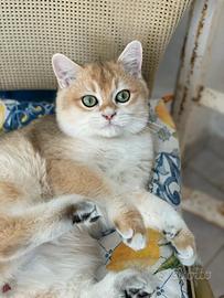 British Shorthair - Animali In vendita a Firenze