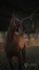 Cavallo