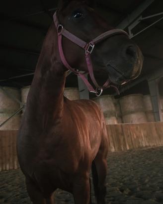 Cavallo