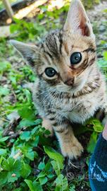 CUCCIOLI gatto BENGALA leopardati GOLDEN SPOTTED