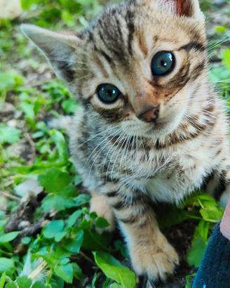 CUCCIOLI gatto BENGALA leopardati GOLDEN SPOTTED