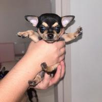Chihuahua