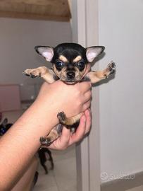 Chihuahua