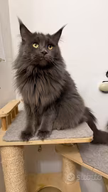 Uslada femmina Maine Coon