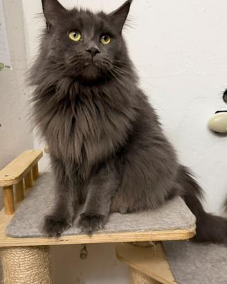 Uslada femmina Maine Coon