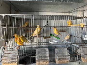 Animali