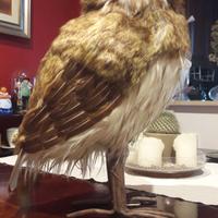 Riproduzione gufo reale