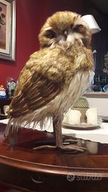 Riproduzione gufo reale