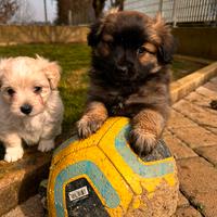 Incrocio chihuahua a pelo lungo