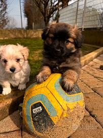 Incrocio chihuahua a pelo lungo