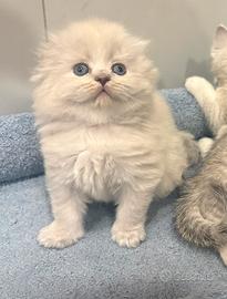 Scottish fold /straight