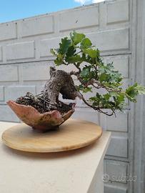 Bonsai quercia roverella
