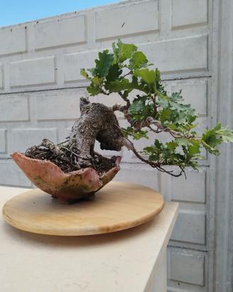 Bonsai quercia roverella