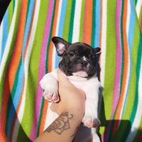 Bulldog francese