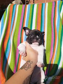 Bulldog francese