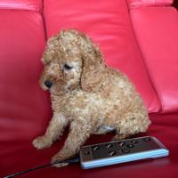 Barboncino Toy e mini Toy