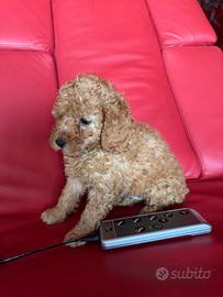 Barboncino Toy e mini Toy