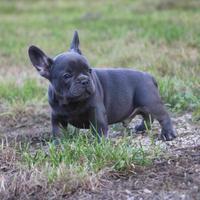Cuccioli bulldog francese M e F Blu
