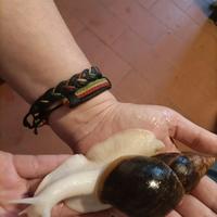 Achatina fulica white jade