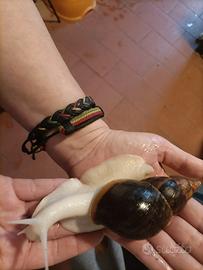 Achatina fulica white jade