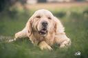 golden-retriever-femminuccia-rimborso-spese