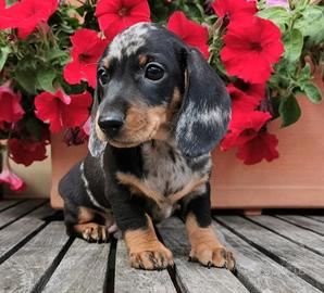 Cuccioli bassotto fulvi e Arlecchino F e M promo
