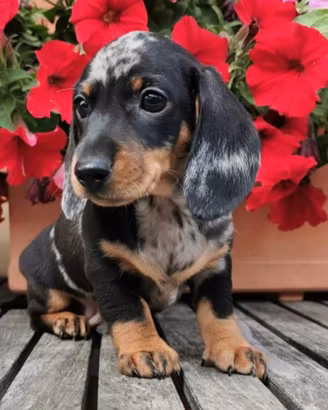 Cuccioli bassotto fulvi e Arlecchino F e M promo