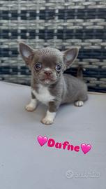 Chihuahua piccolissima femmina lilac pelo corto