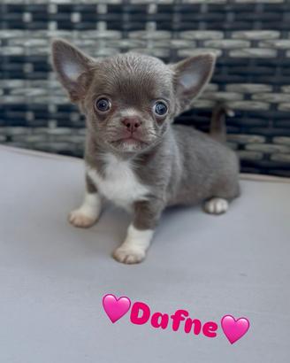 Chihuahua piccolissima femmina lilac pelo corto